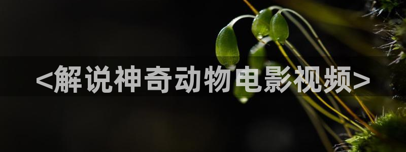 星空影视网下载